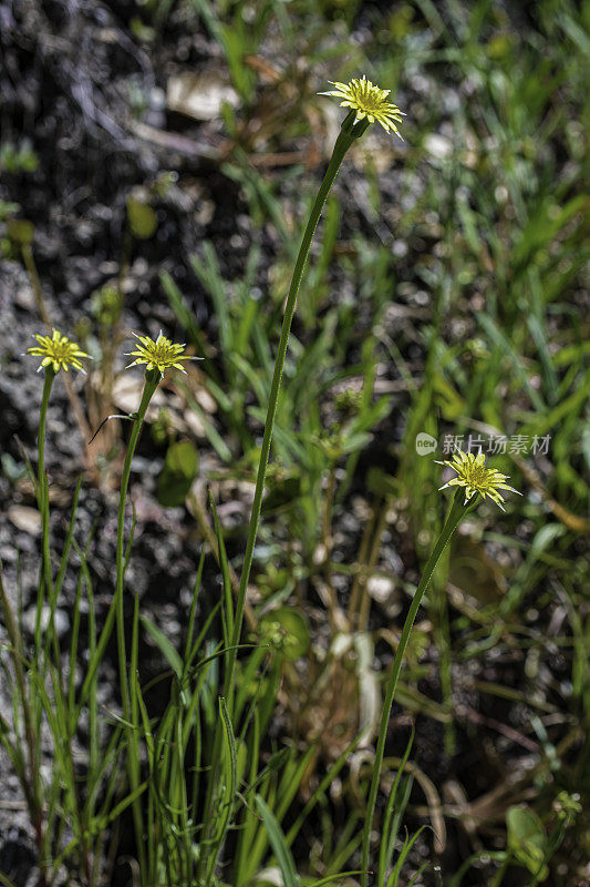 Uropappus lindleyi，通常被称为silverpuffs，是北美向日葵科蒲公英属植物的一个属。菊科。甜面包岭州立公园;加州索诺玛县的马亚卡玛斯山脉。